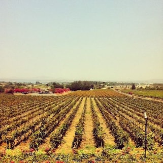 Sula Vineyard